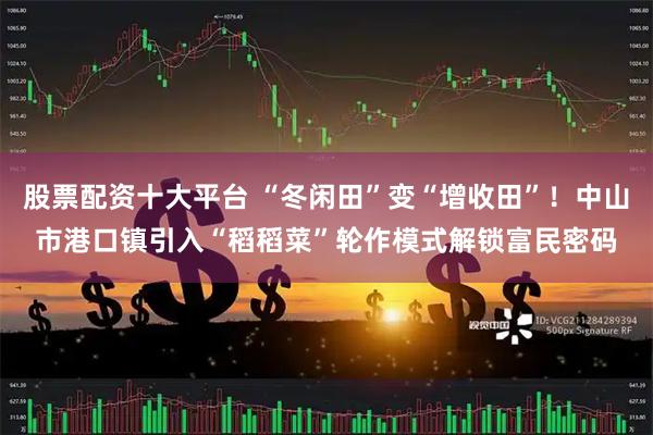 股票配资十大平台 “冬闲田”变“增收田”！中山市港口镇引入“稻稻菜”轮作模式解锁富民密码